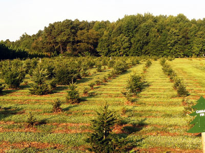 Delaware Christmas Tree Growers Association