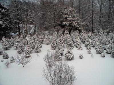 Delaware Christmas Tree Growers Association - Berry Patch Christmas ...